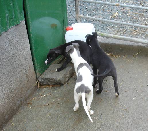 puppiess.jpg