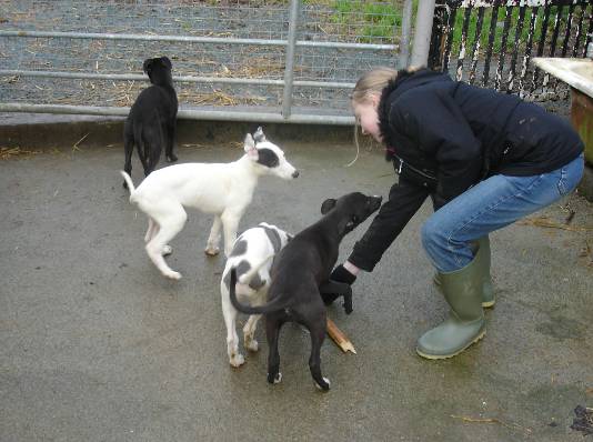 pups13.jpg