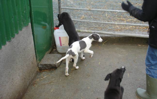 pups16.jpg