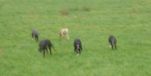 pups18.jpg