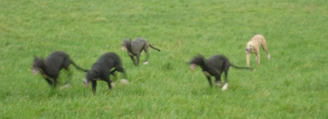 pups19.jpg