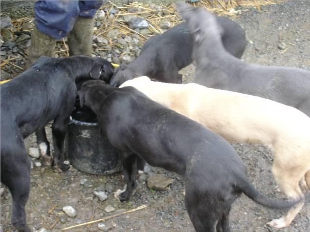 pups3.jpg