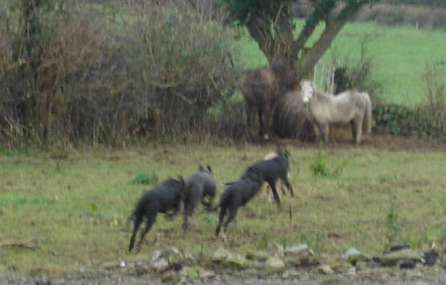 pups9.jpg